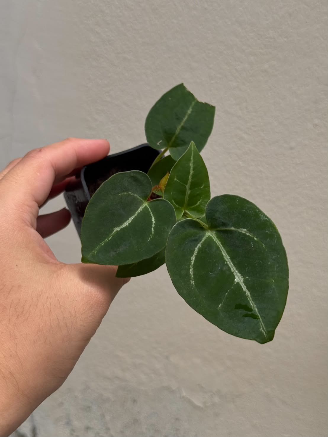Anthurium (Pap var. x Queen) x (Red Velvet Cake x Zara)