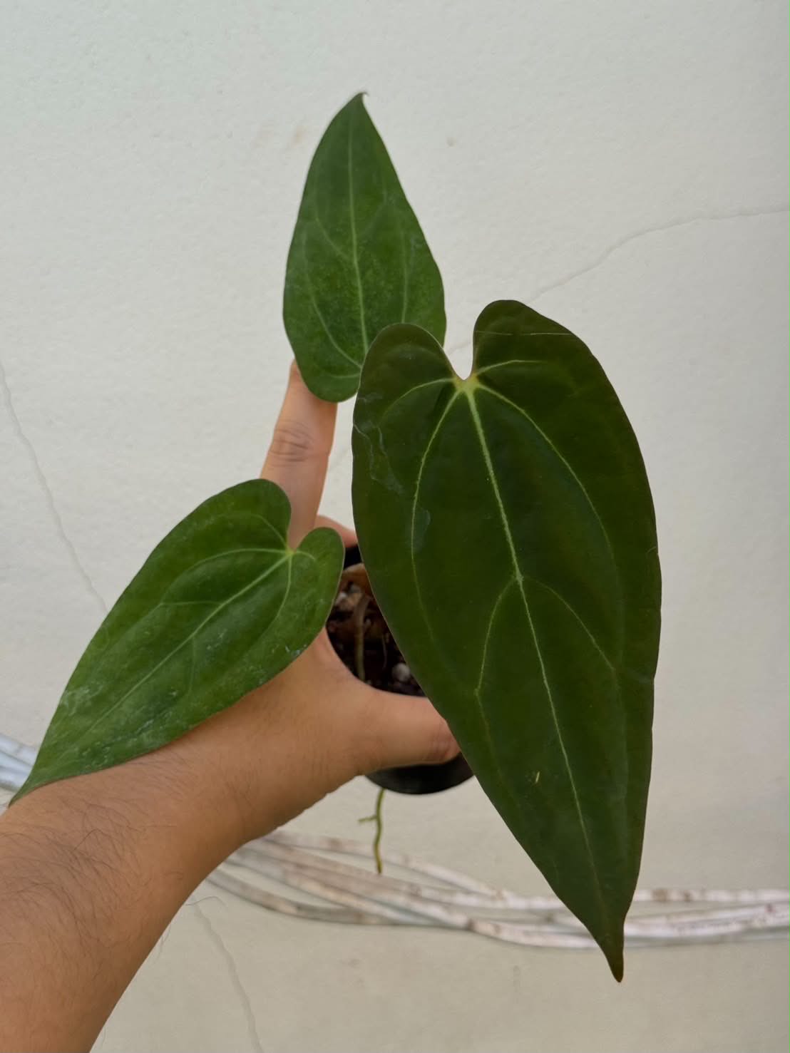 Anthurium Fort Sherman (Long Face) x RVDP