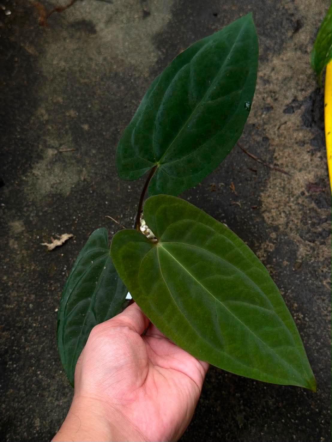 Anthurium Subsignatum x BVEP Tezula