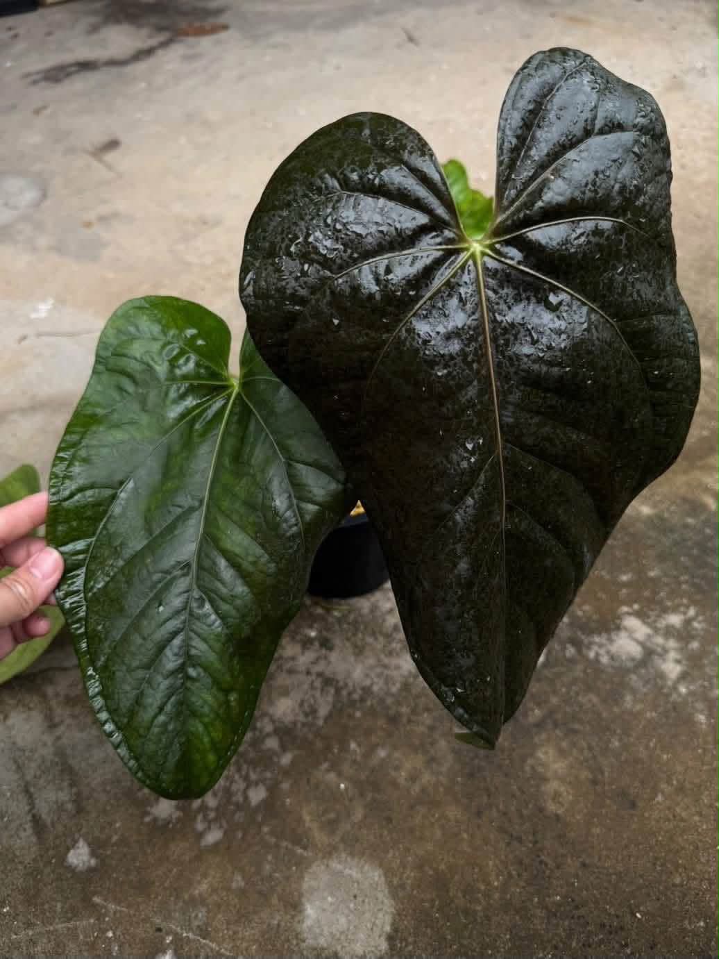 Anthurium Besseae aff. x Self