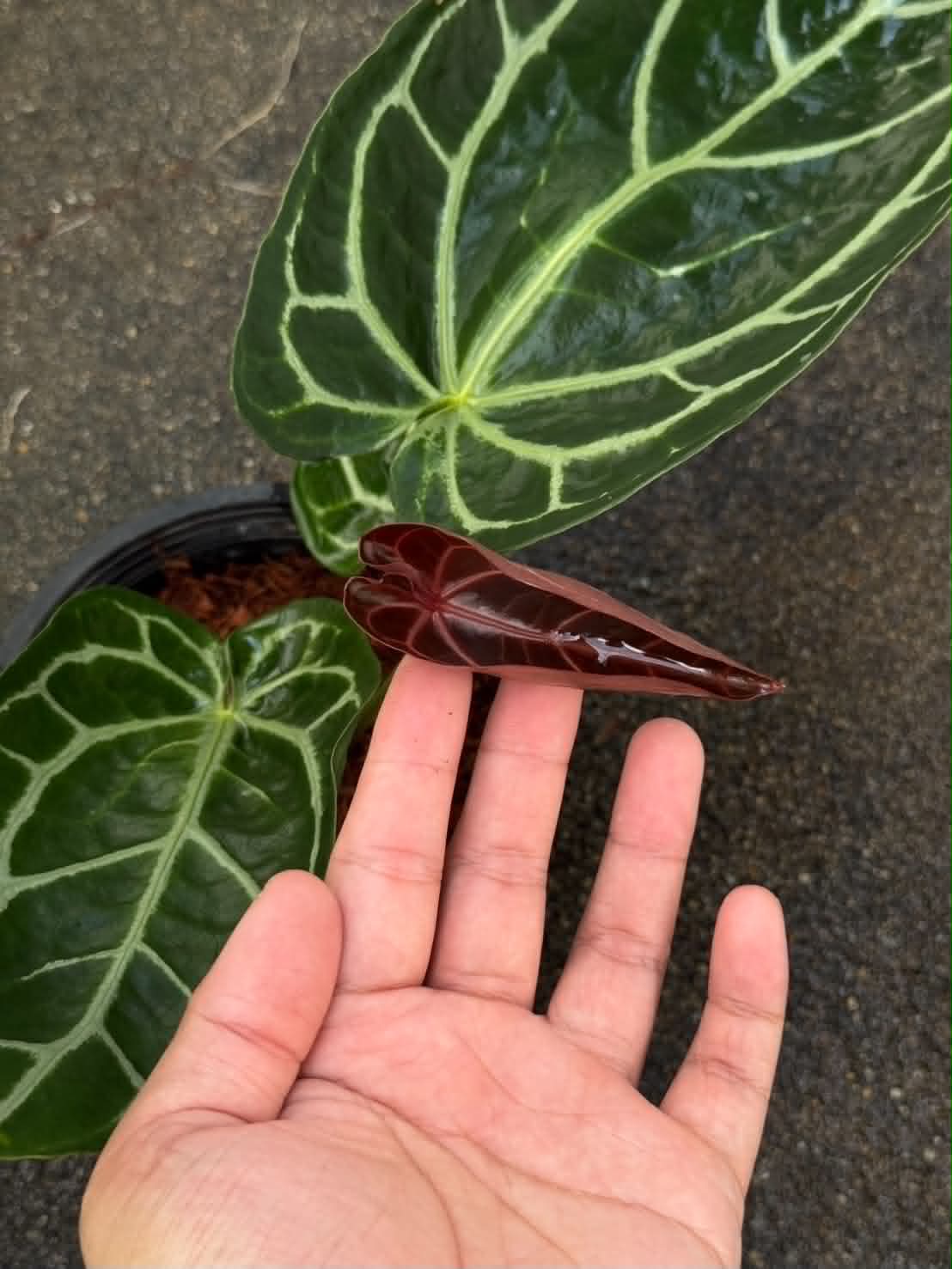 Anthurium Red Crys x Red Crys (Red Emergent) Mutation