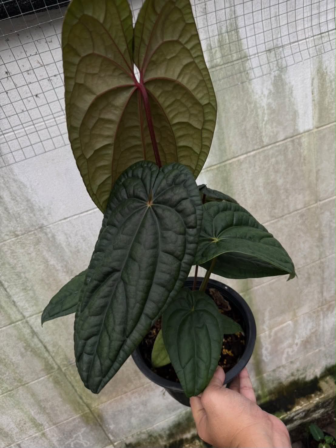 Anthurium RL Self x BVEP Tezula
