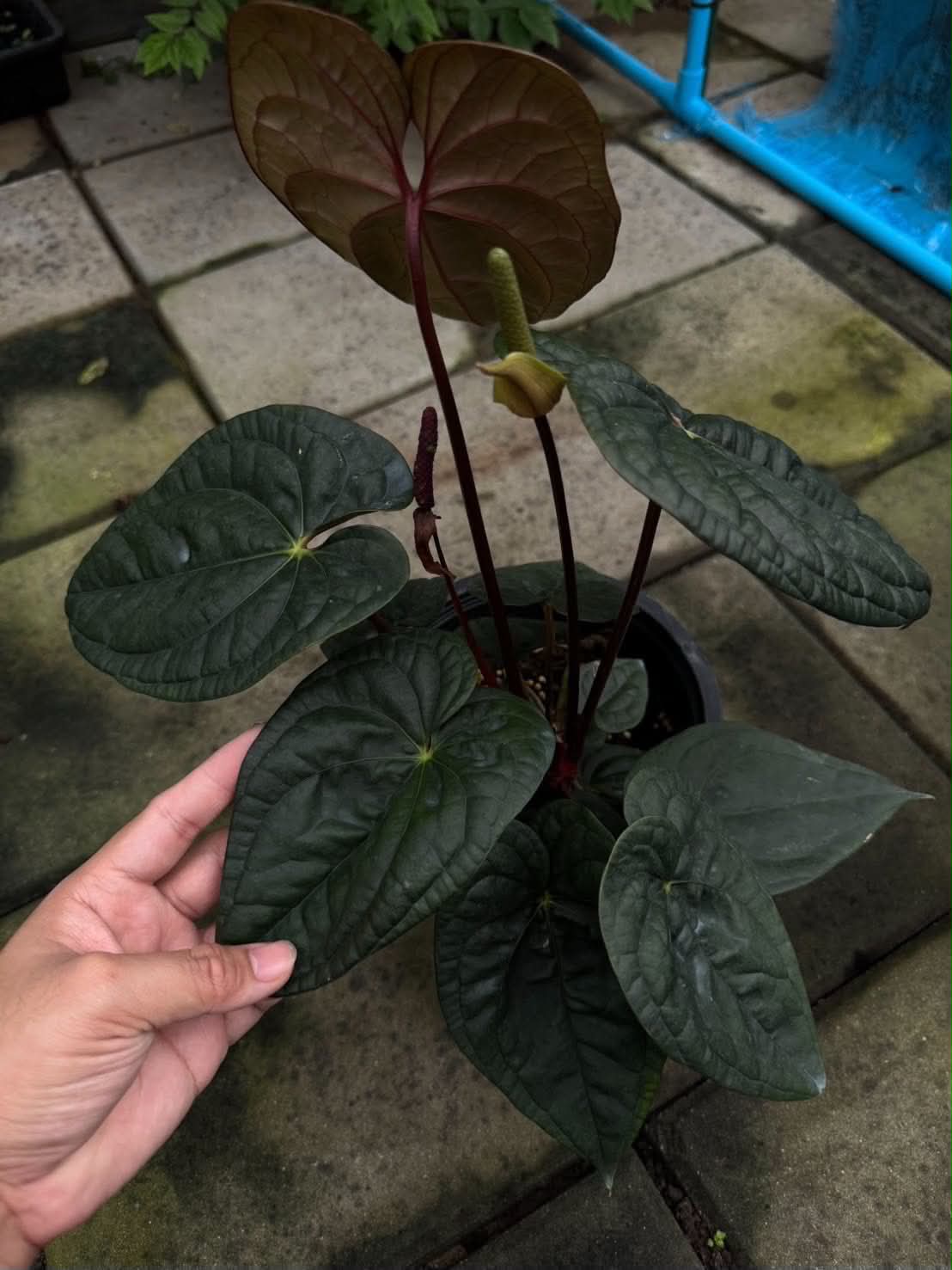 Anthurium RVDP x Luxurians (Dark Form)