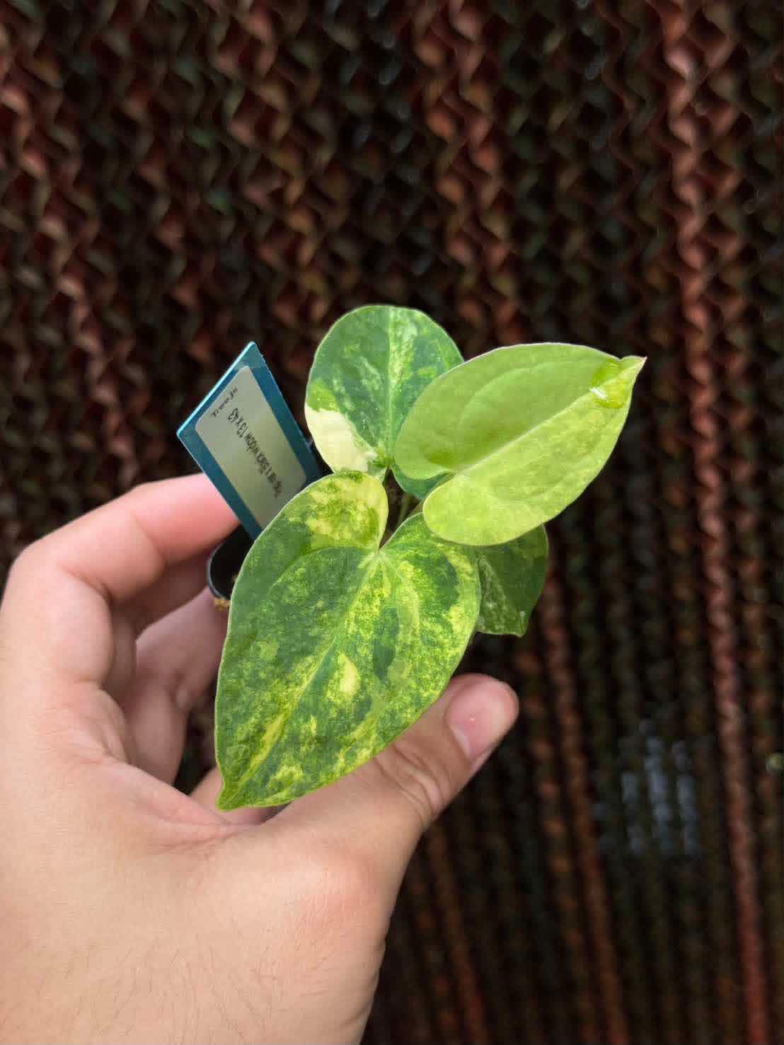 Anthurium Forgetii var. x (Red Velvet Cake x Zara)