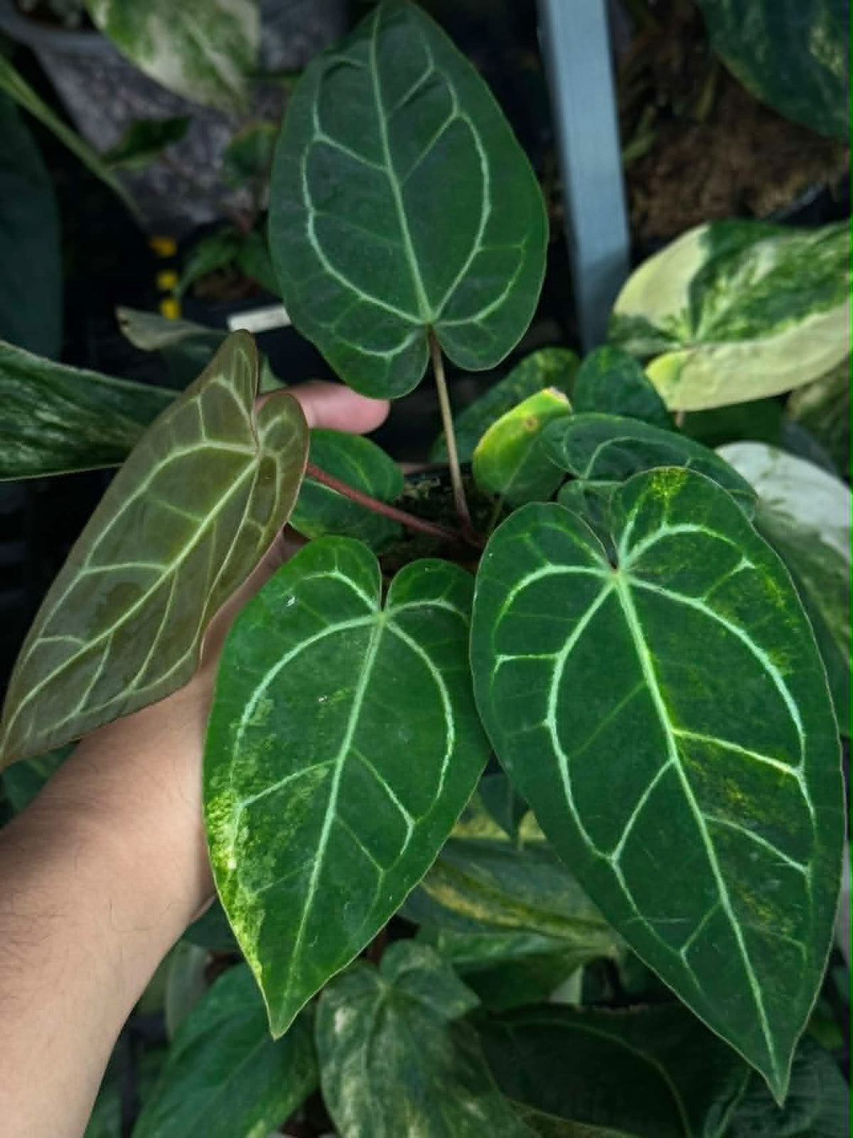 Anthurium Pap var. x Michelle