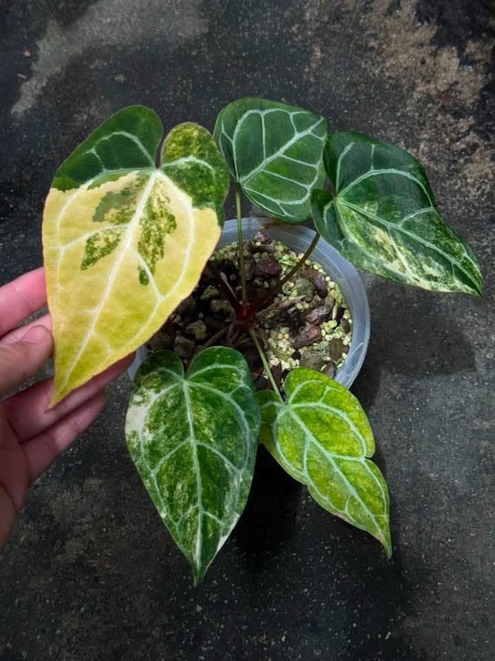 Anthurium Forgetii var. x Pap (Equator) Cutting