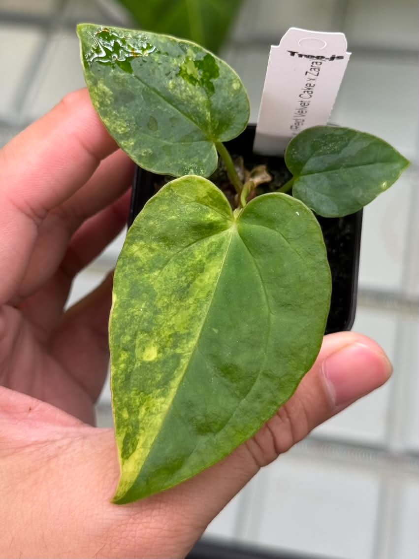 Anthurium (Pap var. x Dress) x (Red Velvet Cake x Zara)