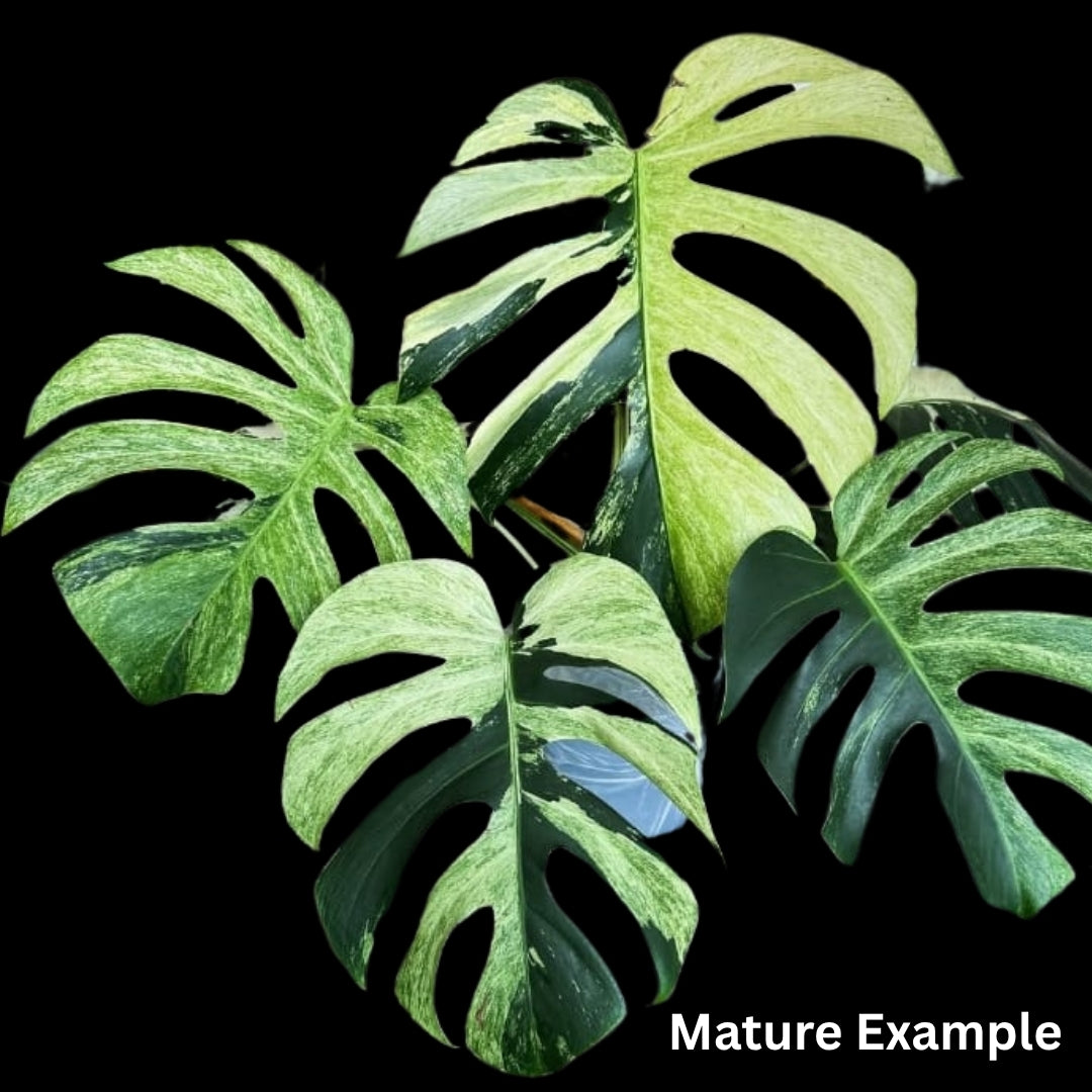 Monstera Deliciosa Mint Tissue Culture (PRE-ORDER) -TC099
