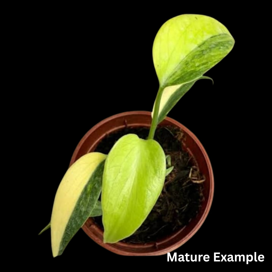 Monstera Burle Marx Flame Aurea Tissue Culture (PRE-ORDER) -TC096