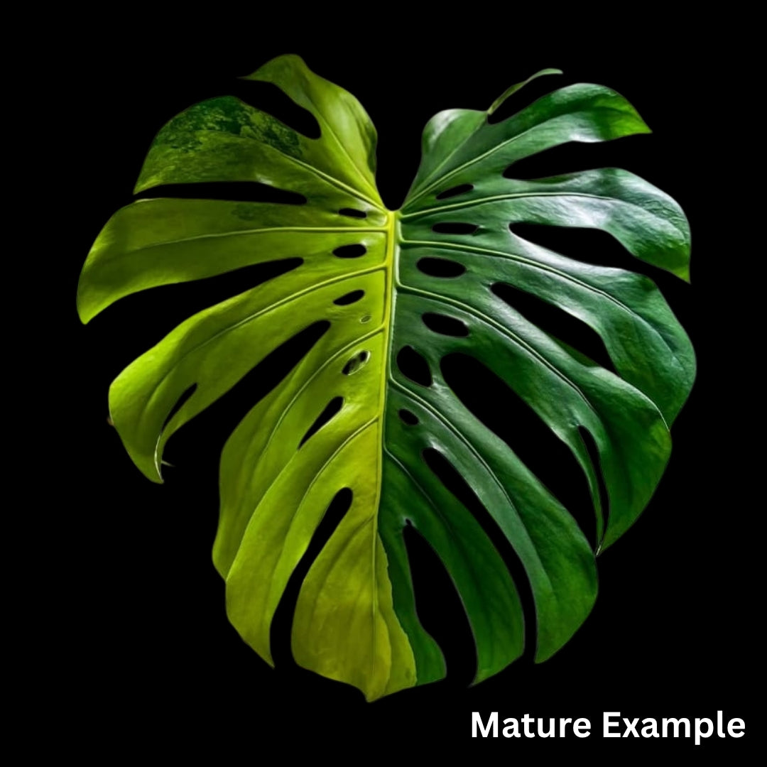 Monstera Deliciosa Green on Green Tissue Culture (PRE-ORDER) -TC098