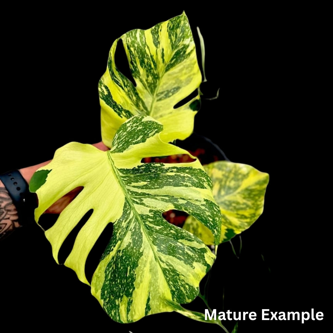 Monstera Electrolight Tissue Culture (PRE-ORDER) -TC100