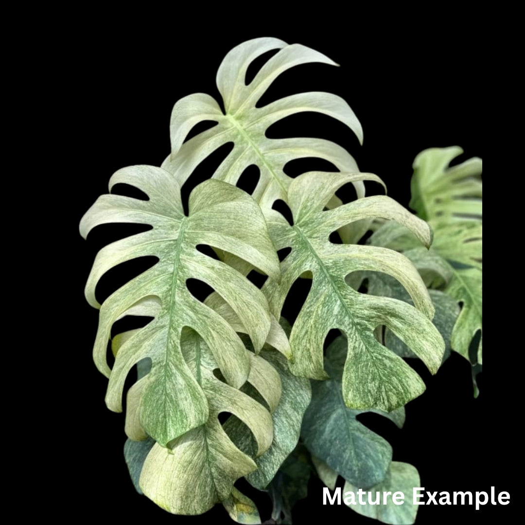 Monstera White Monster Tissue Culture (PRE-ORDER)-TC106