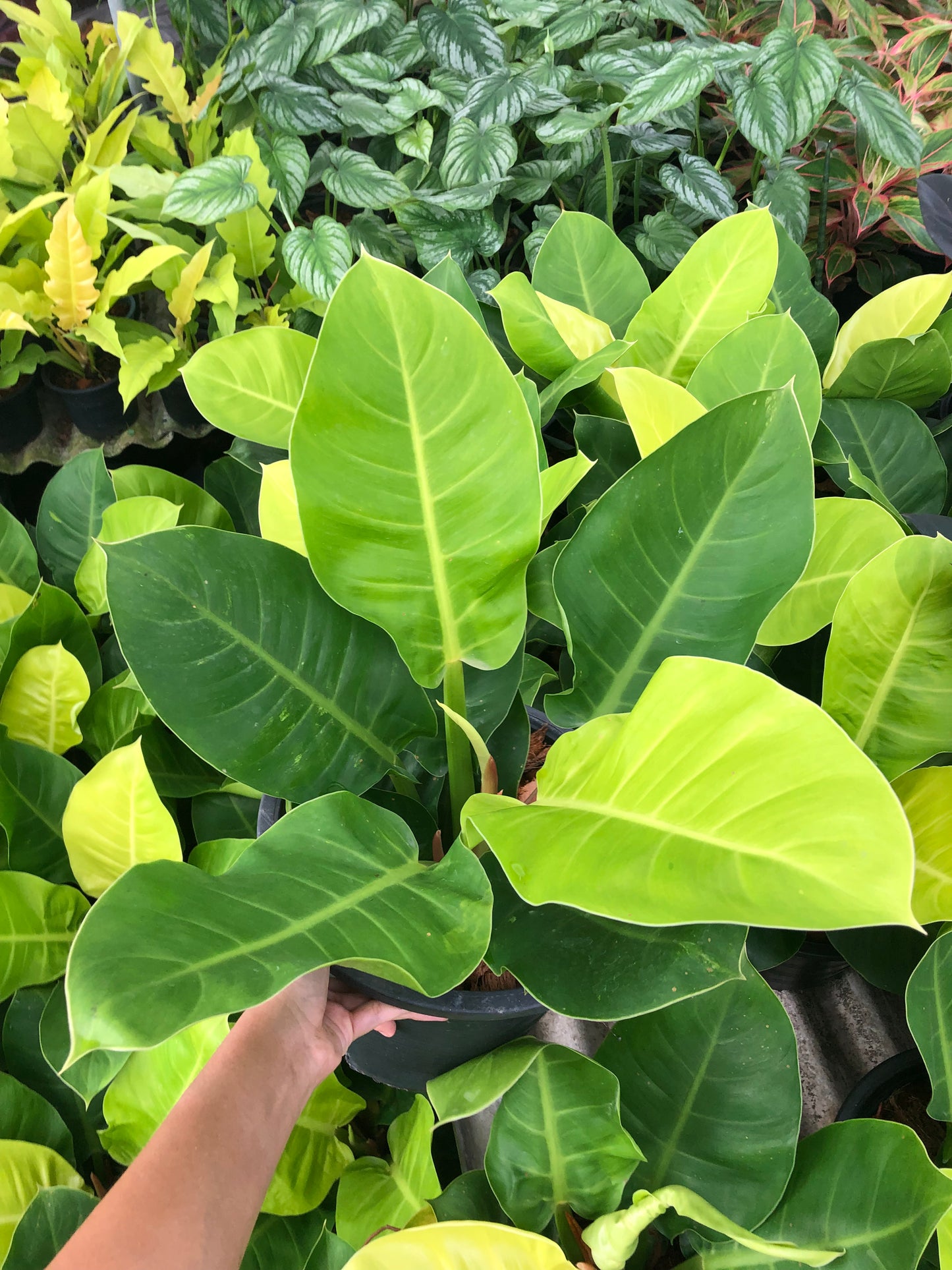 Philodendron Moonlight (Pre-Order)