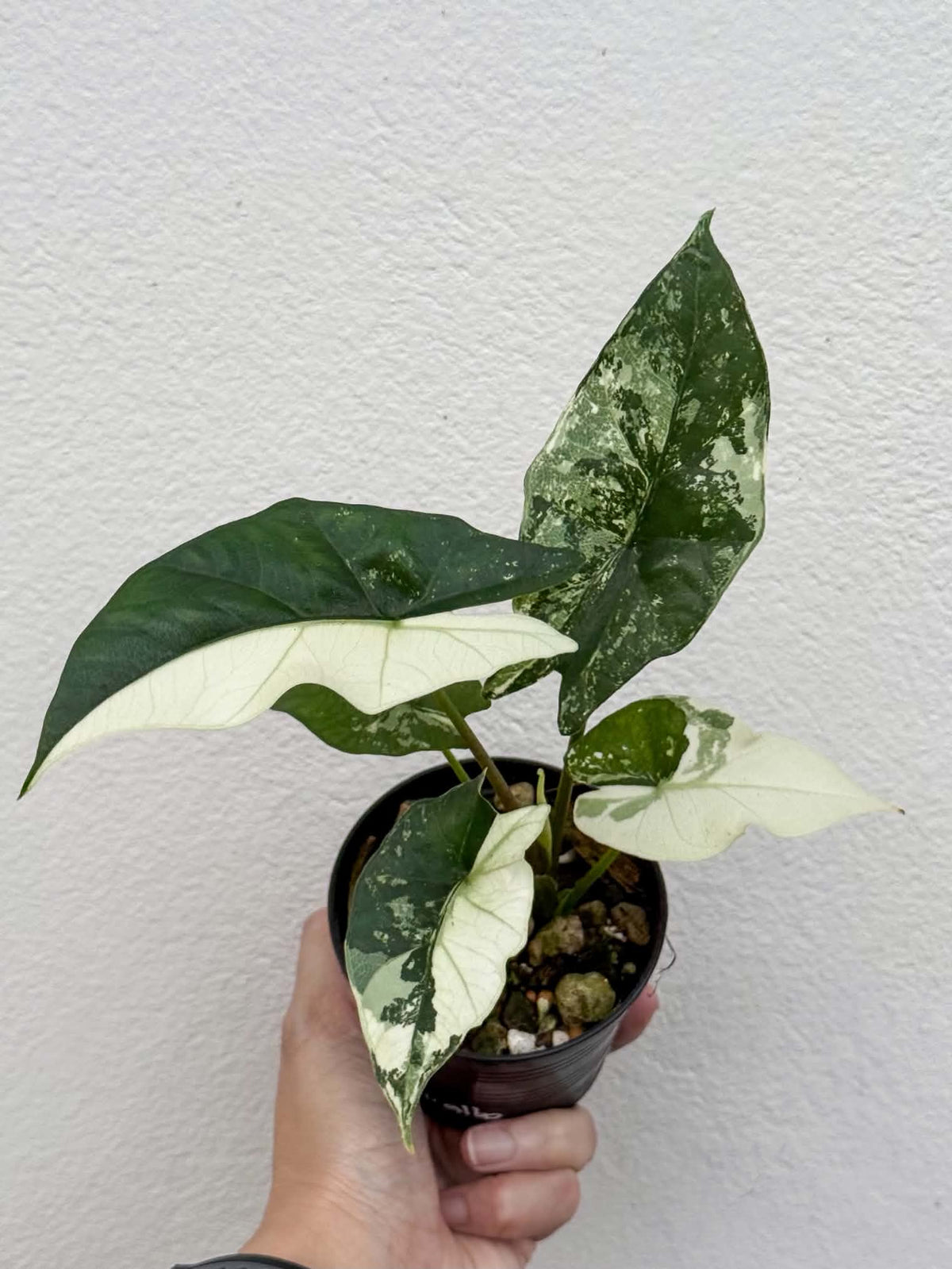 Alocasia Simpo Albo