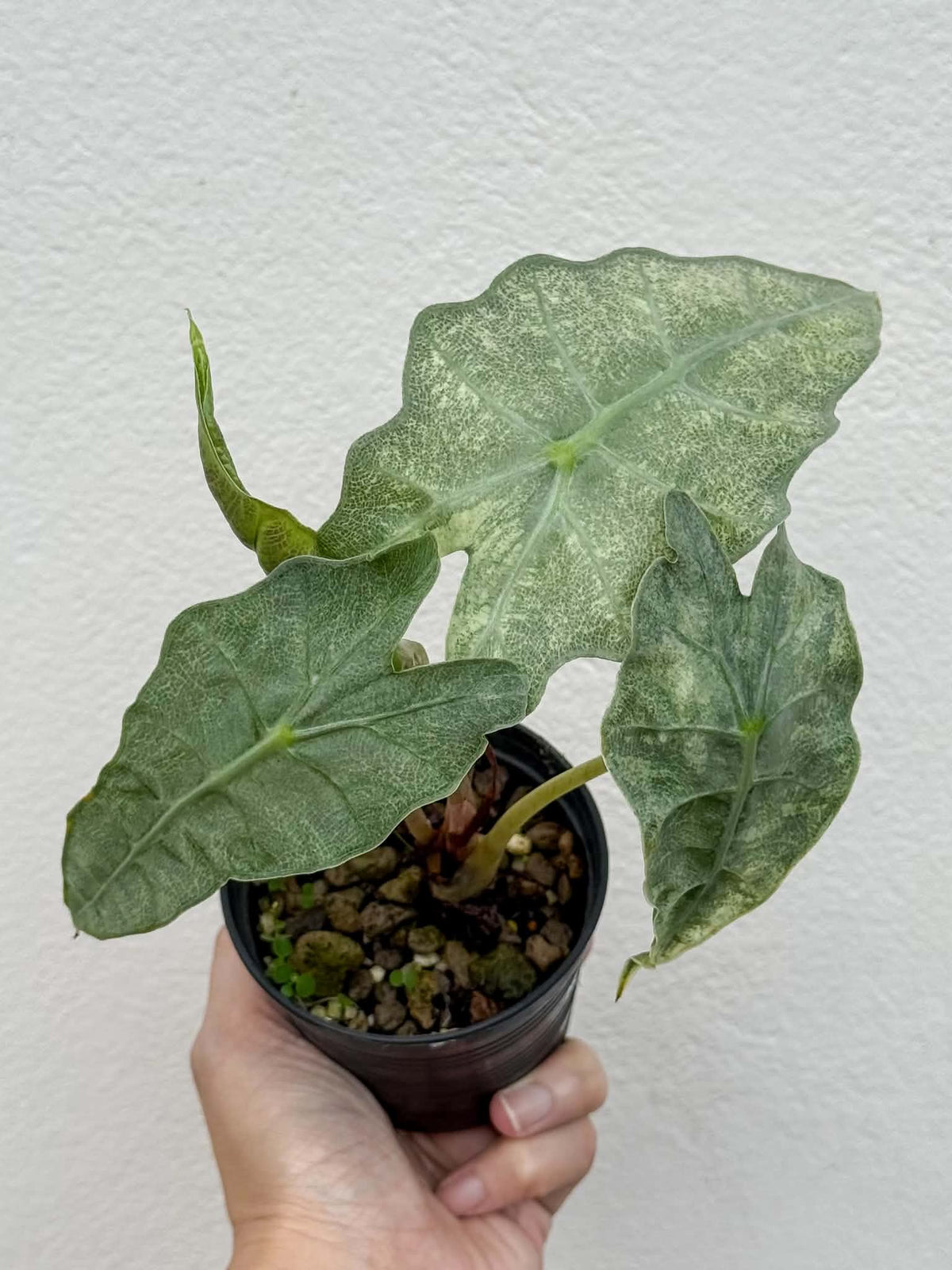 Alocasia Amazonica Mint
