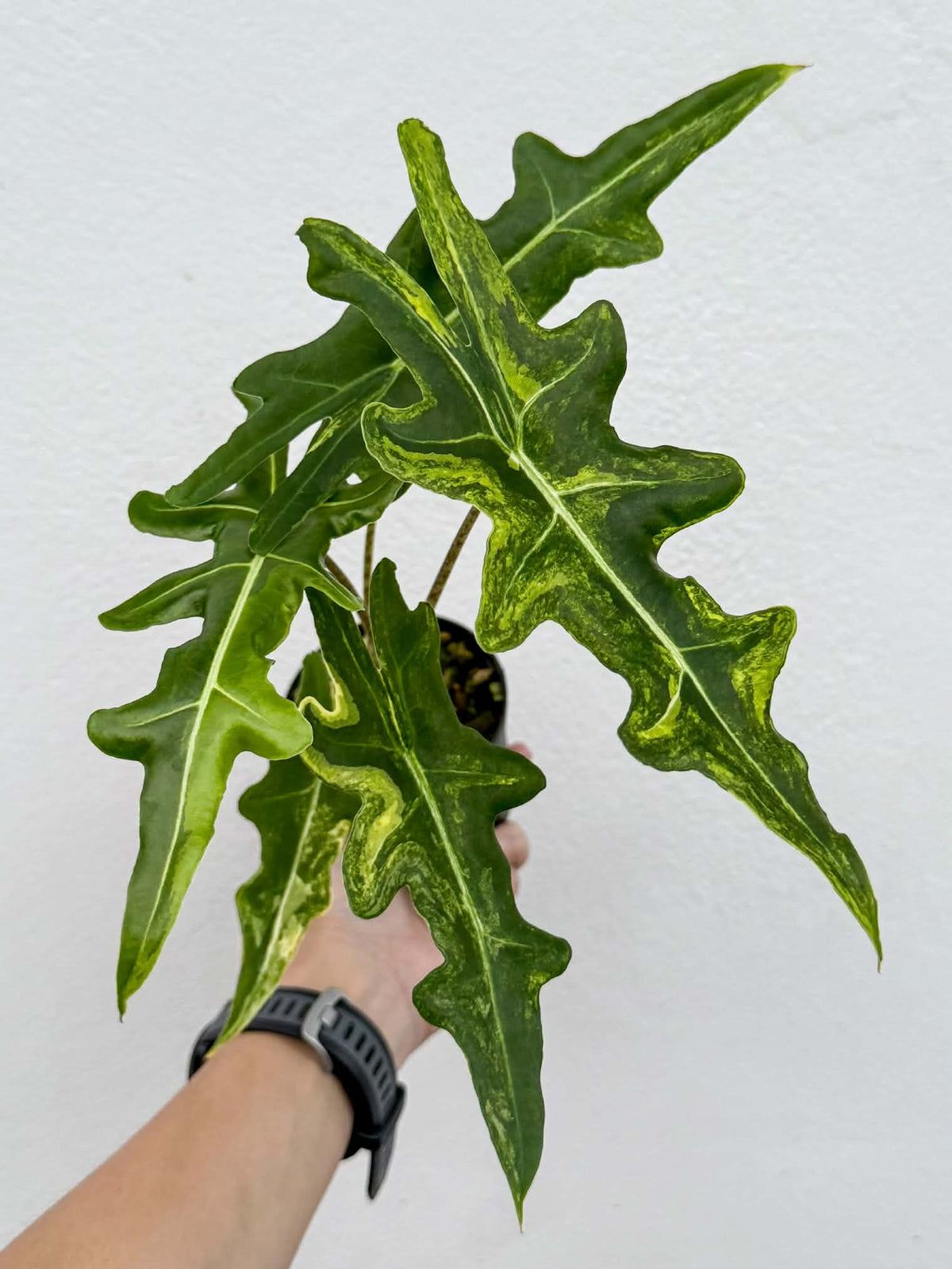 Alocasia Portei Aurea