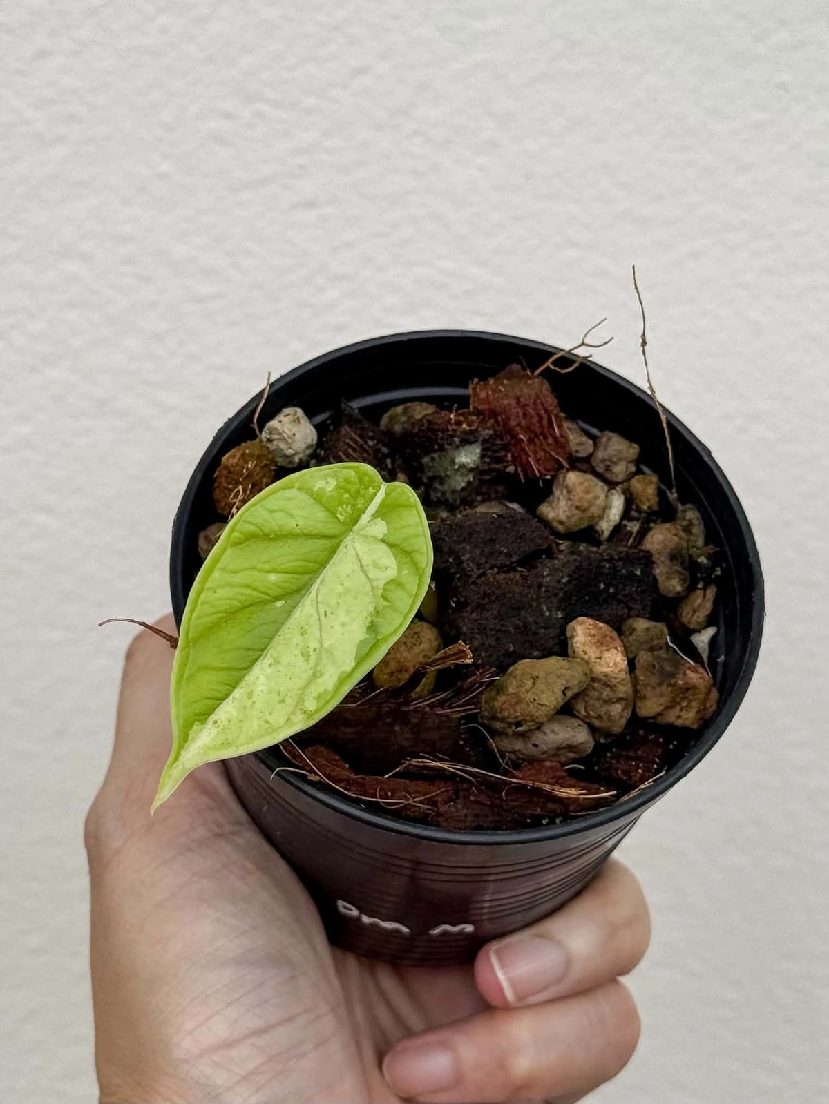 Alocasia Dragon Scale Marble-Mint