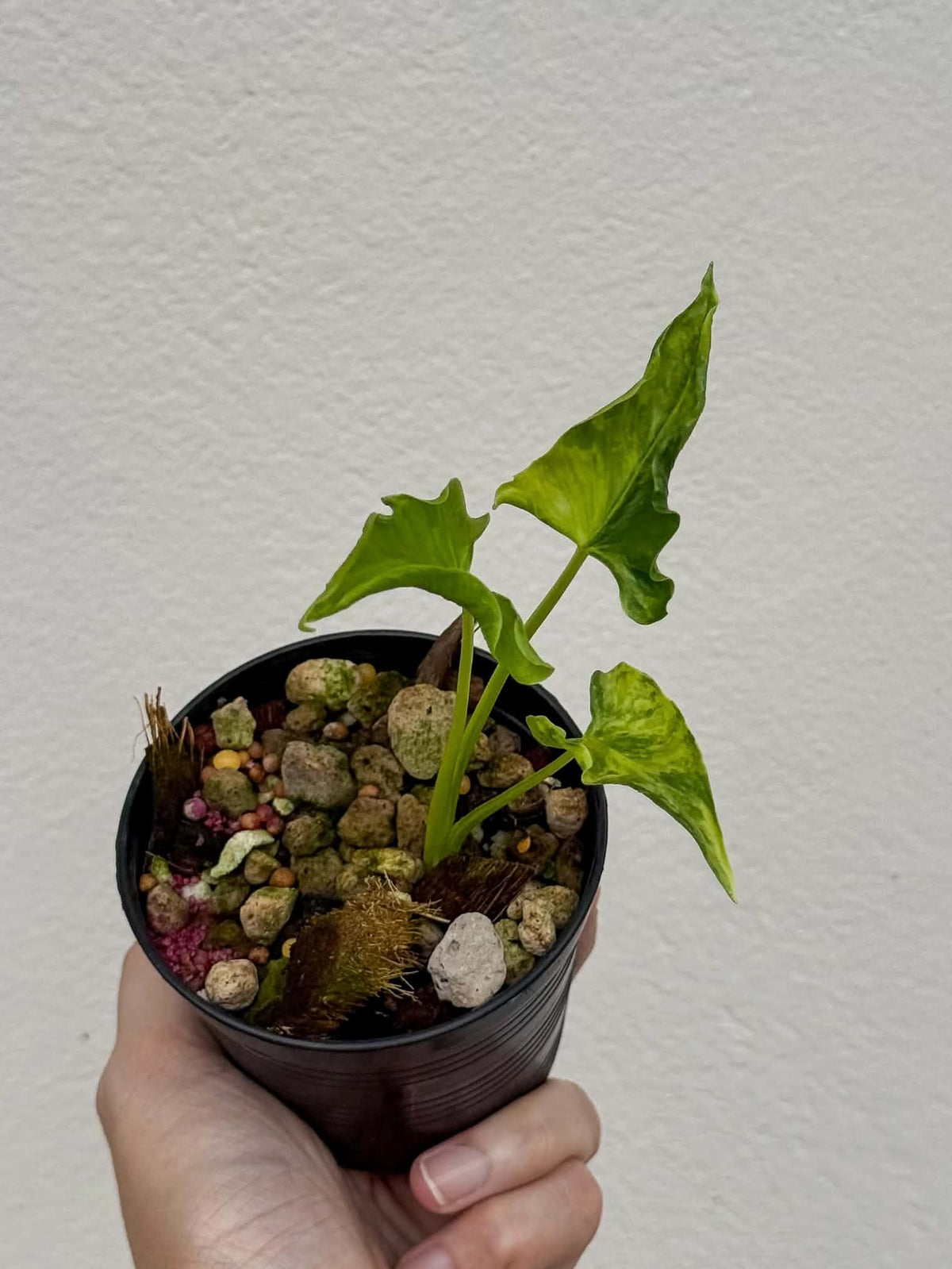Alocasia Cucullata Crinkles Aurea