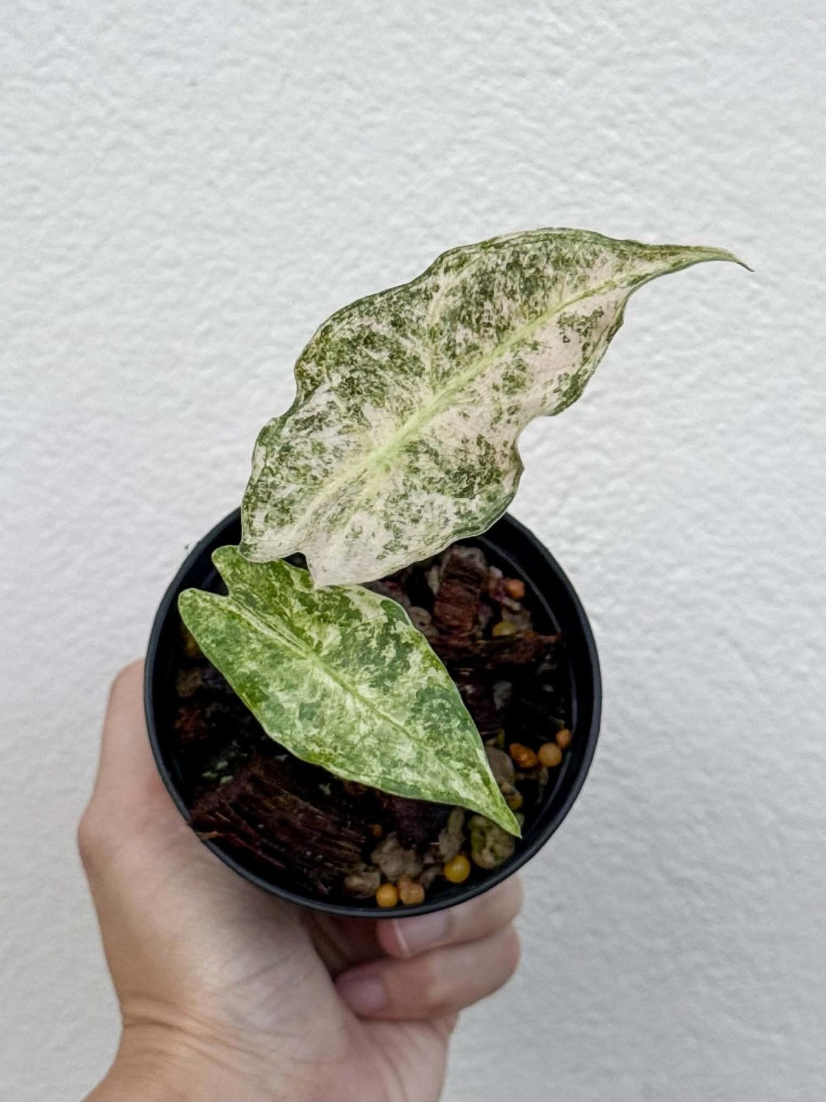 Alocasia Black Satun Stardust (PRE-ORDER)-NAP50