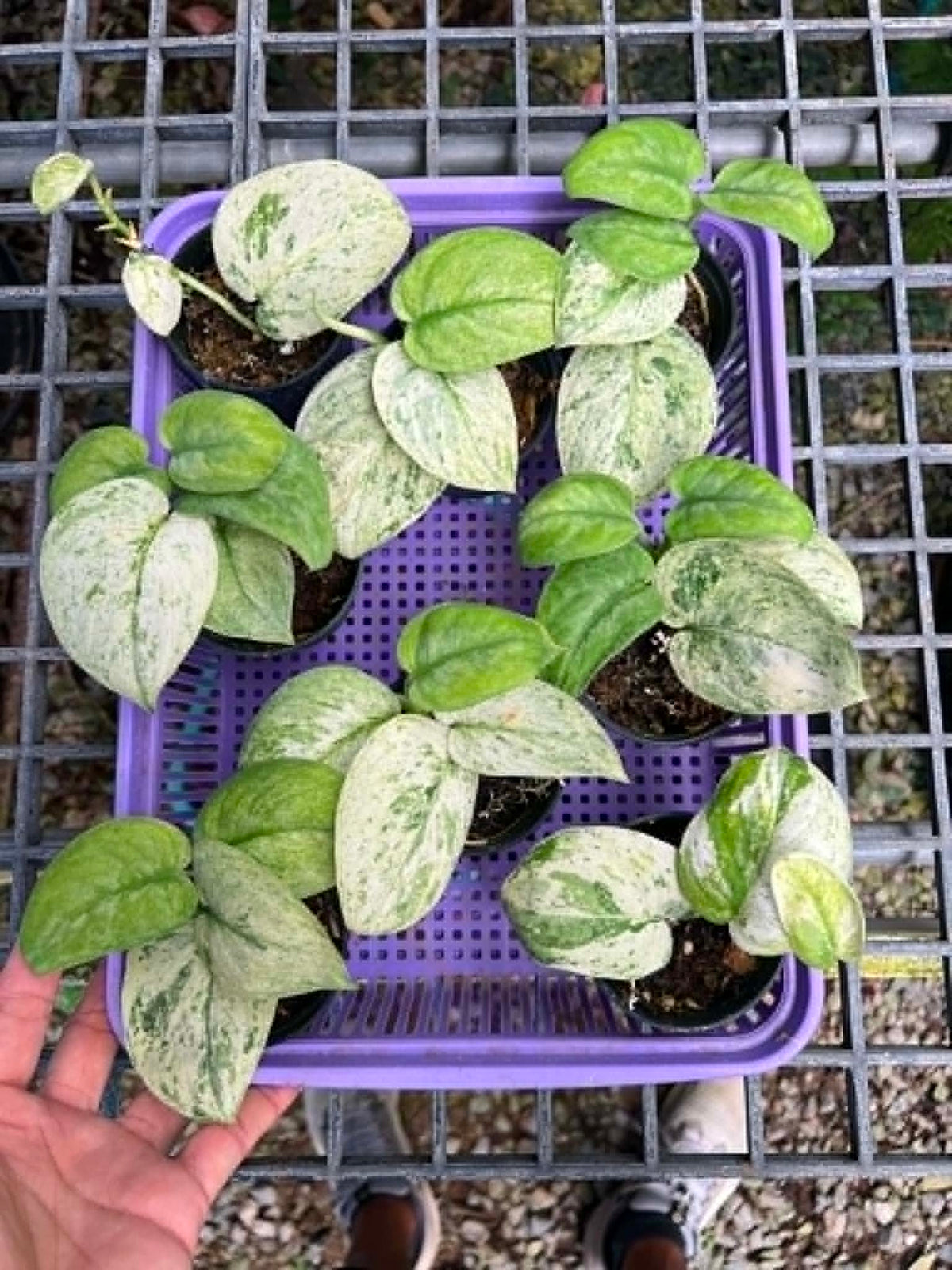 Scindapsus Halimoon