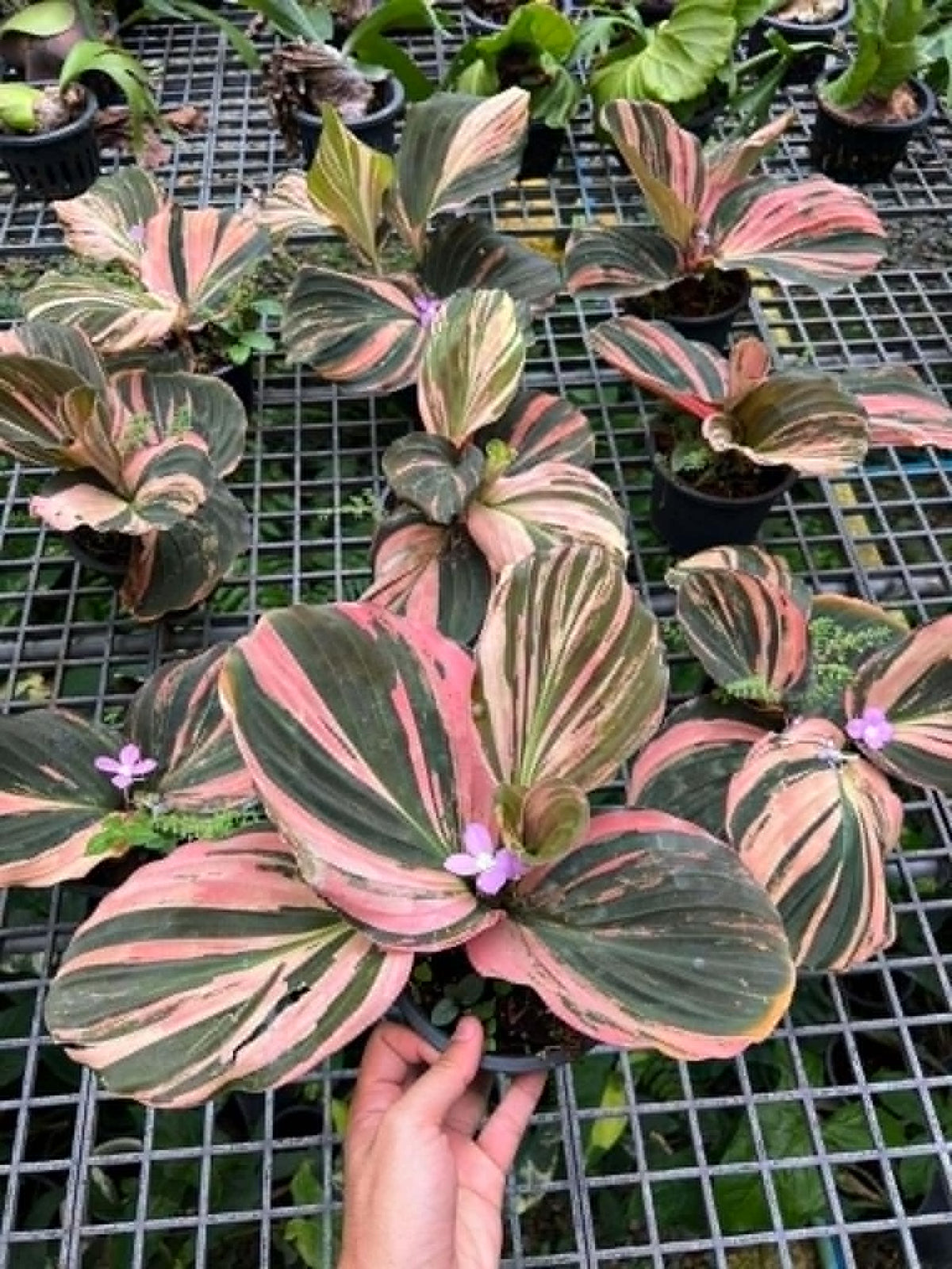 Kaempferia sp. Variegated
