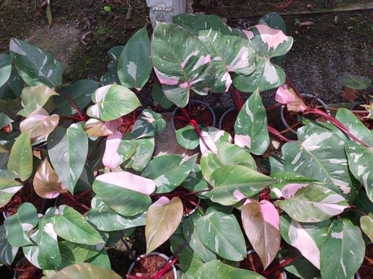 Philodendron Pink Princess Marble