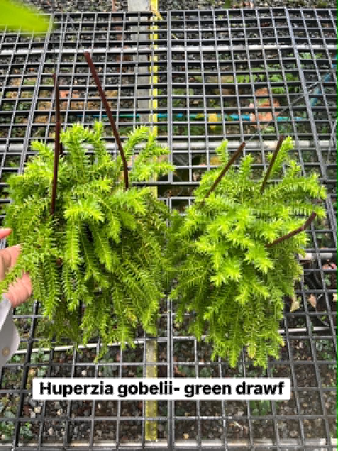 Huperzia Gobelii Green Dwarf 5.5in