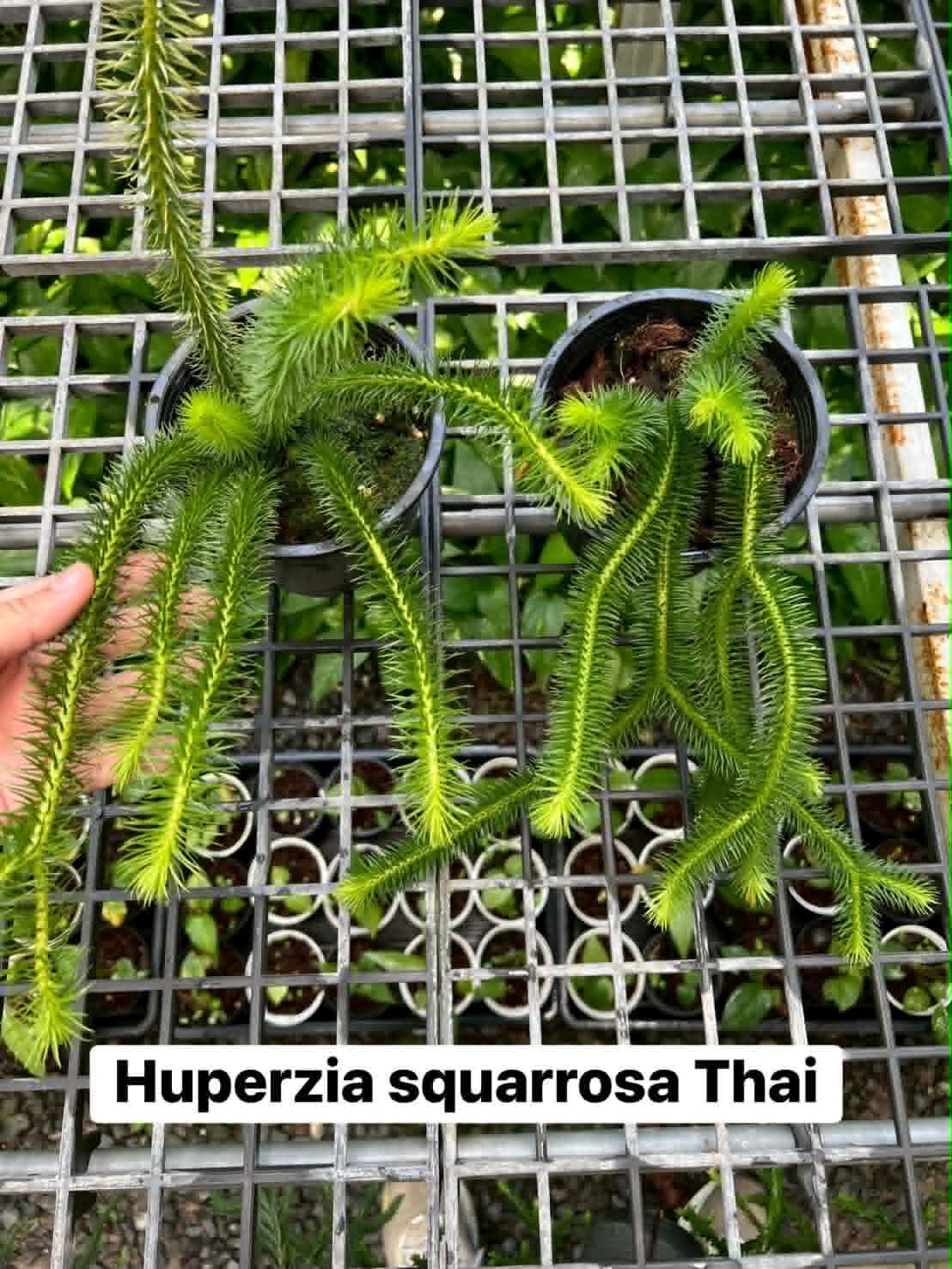 Huperzia Squarrosa Thai 5.5in