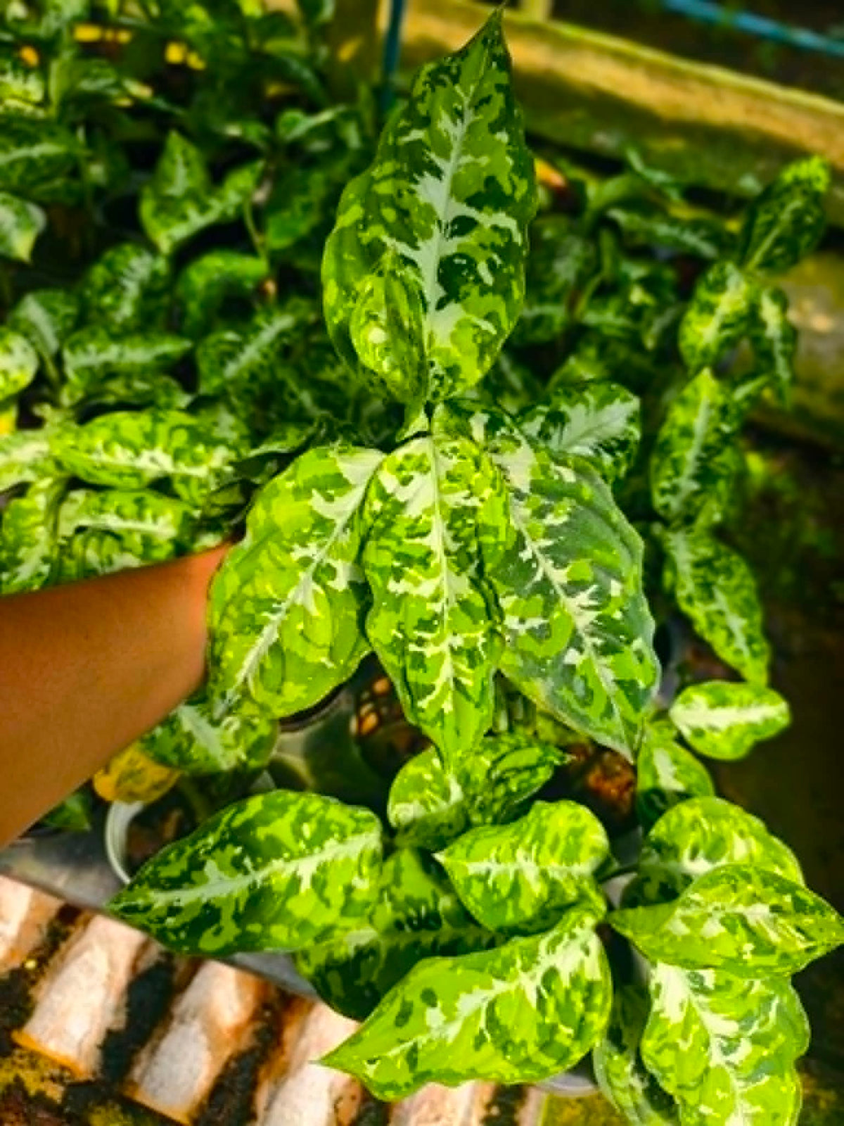 Aglaonema Pictum Tricolor