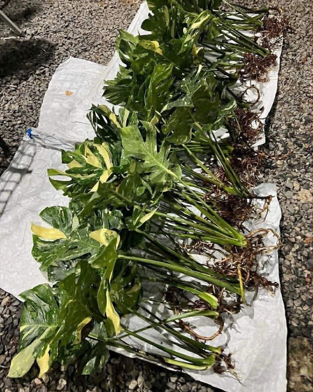 Monstera Thai Constellation