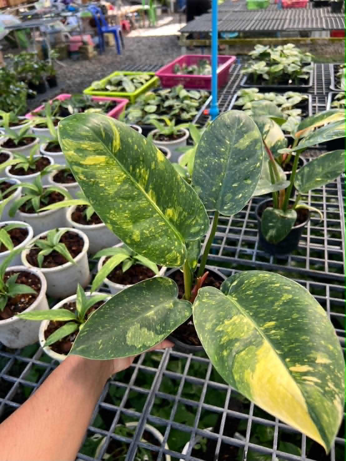 Philodendron Green Congo Hybrid