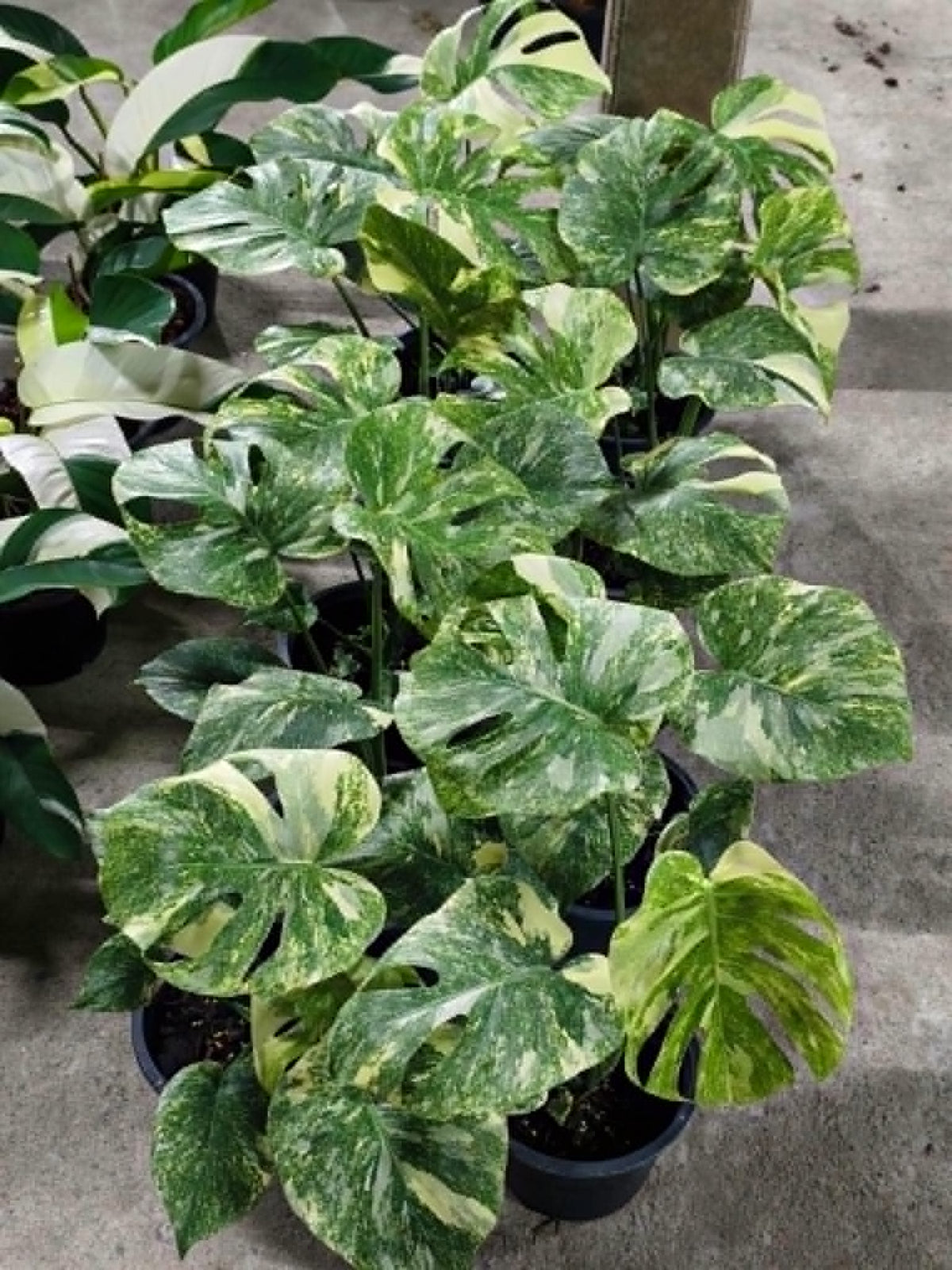 Monstera Green Snow