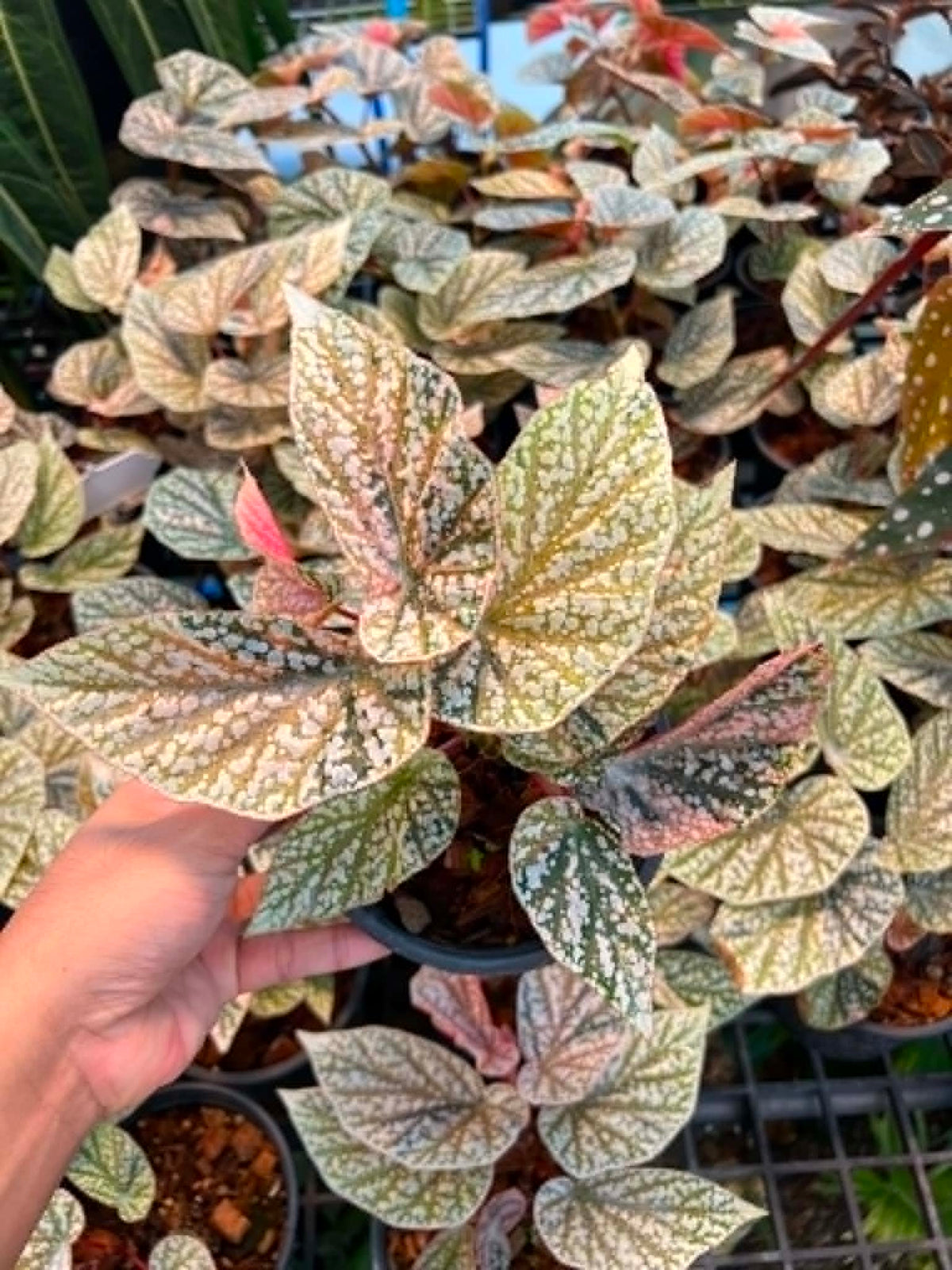 Begonia Snow Capped Small