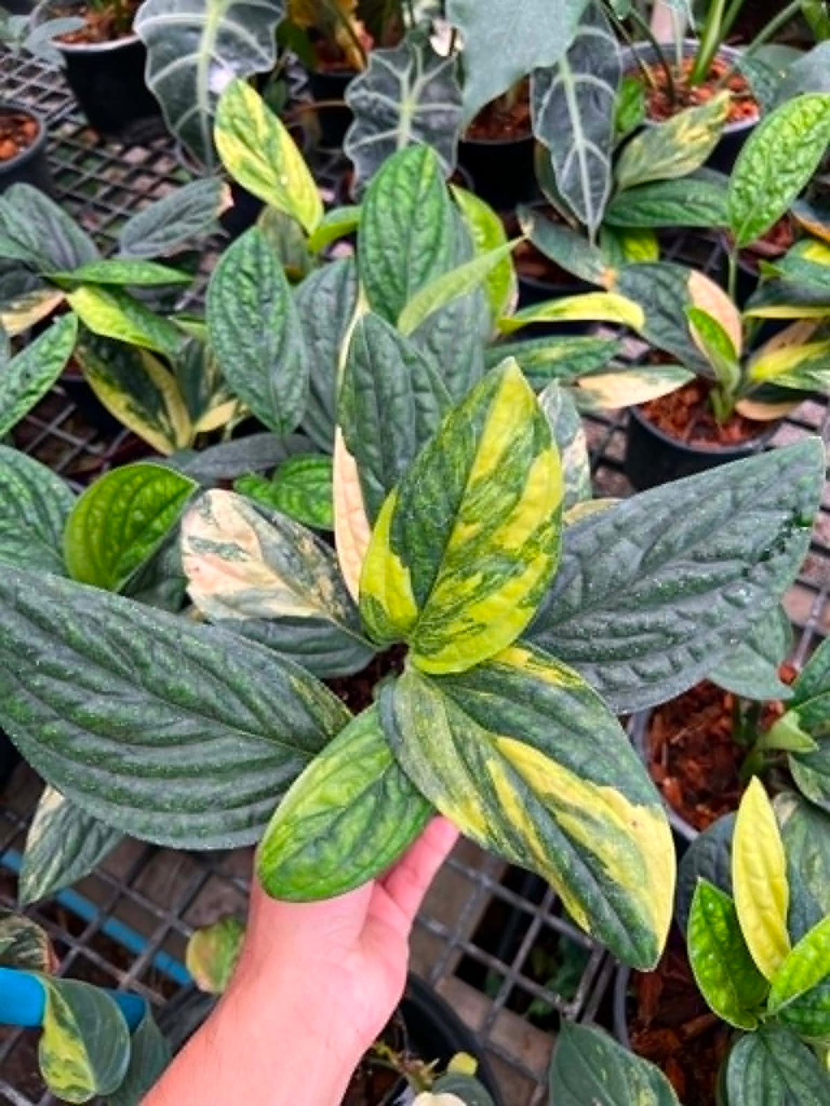 Monstera Karstenianum Peru