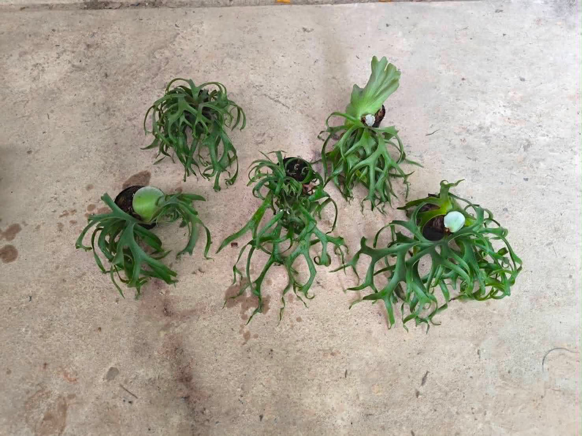 Platycerium Coronarium Curly Hybrid 4in