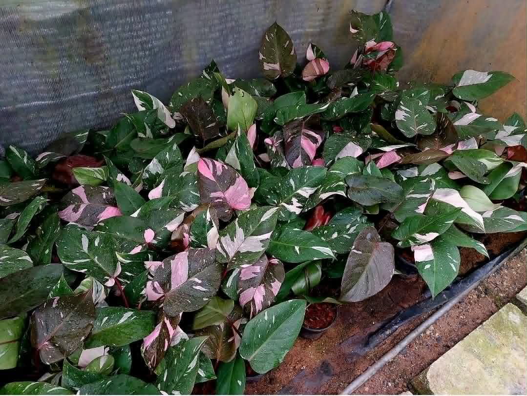 Philodendron Pink Princess