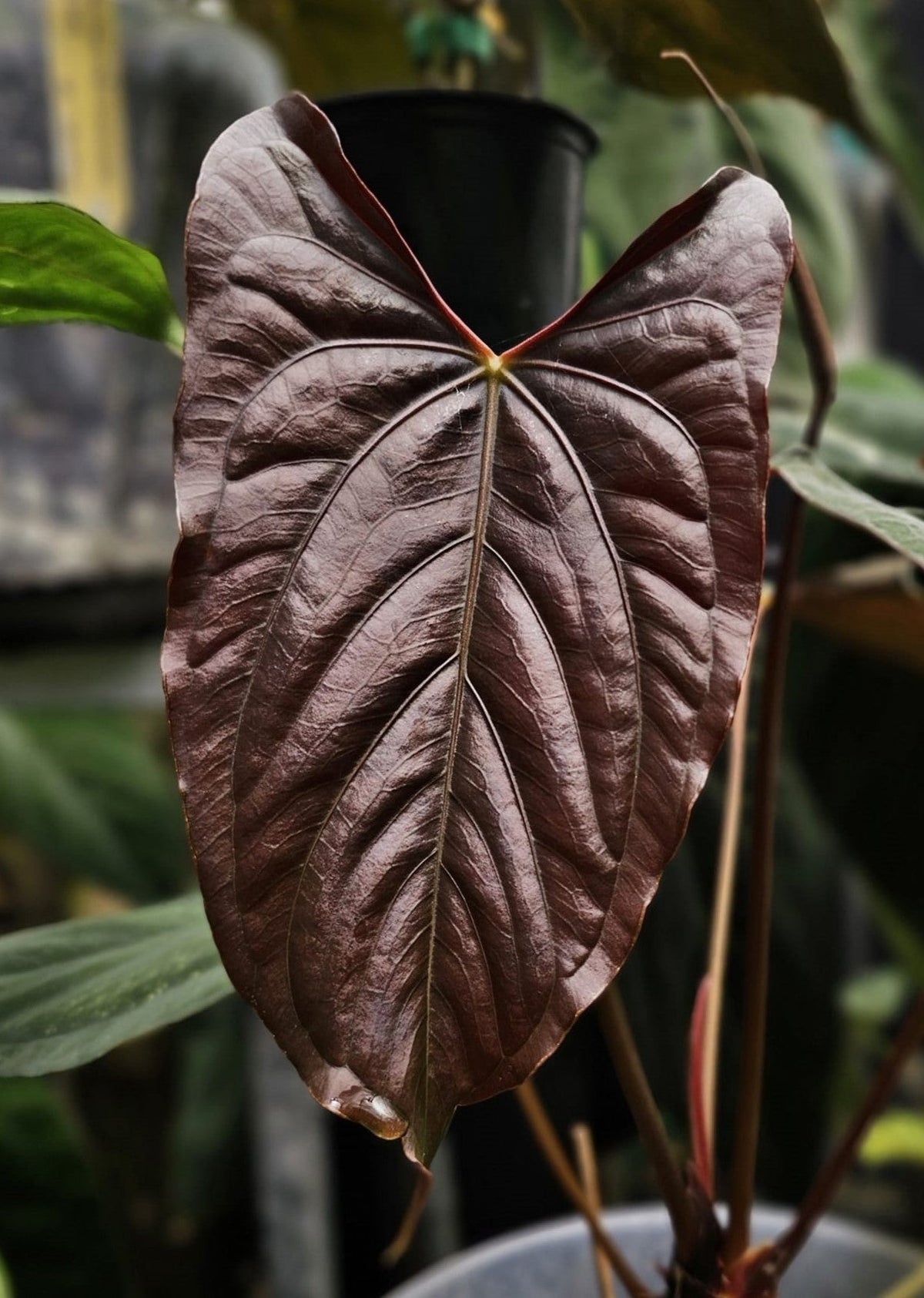 Papillilaminum RL S1 (parent plant)