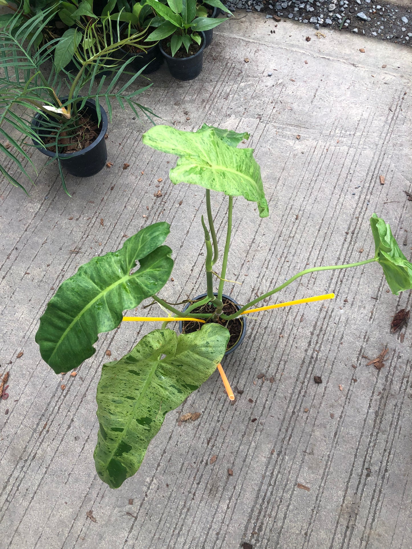 Philodendron Paraiso (Pre-Order)