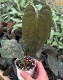 Anthurium Red Dark Phoenix X Red Black Sweet (9cm Pot)- Pre Order JU29