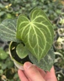 Anthurium Clarinervium hybrid Sulanjana King X Silver Tiger (9cm Pot)- Pre Order JU33