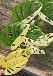 Monstera Adansonii Albo (Large form) (9cm Pot) - Pre Order JU55