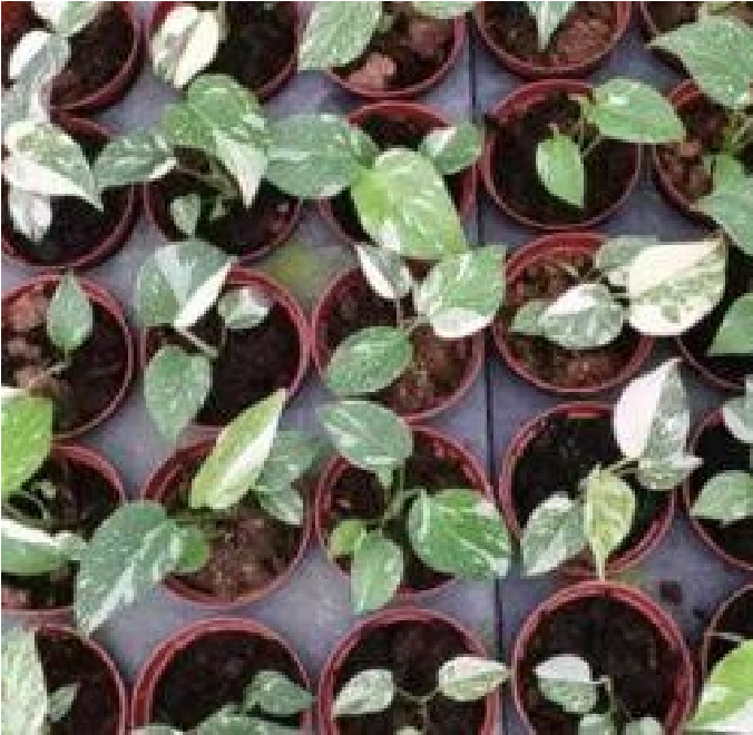Monstera Deliciosa Crème Brûlée Var - Pre Order JU45