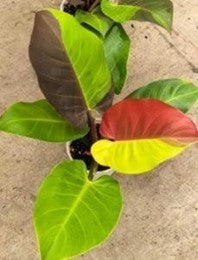 Philodendron Red Moon/Yellow Flame - Pre Order JU22
