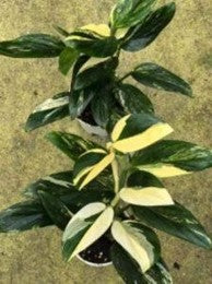 Monstera Standleyana Aurea Var- Pre Order JU57