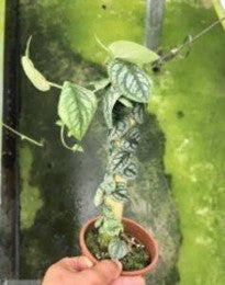 Monstera Dubia (12cm Pot)- Pre Order JU58