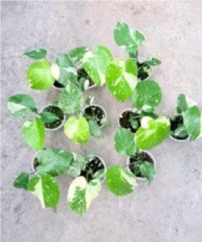 Monstera Deliciosa Thai Constellation Var- Pre Order JU60