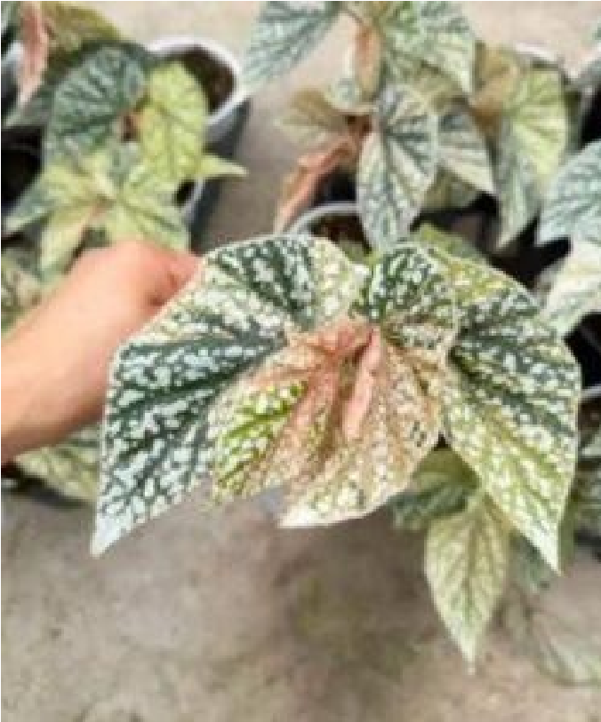 Begonia Snow Capped Var - Pre Order JU2