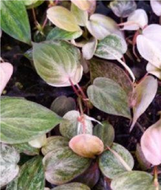 Philodendron Micans Mint Pink Var - Pre Order JU24