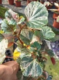 Begonia Shell Pink Var - Pre Order JU3
