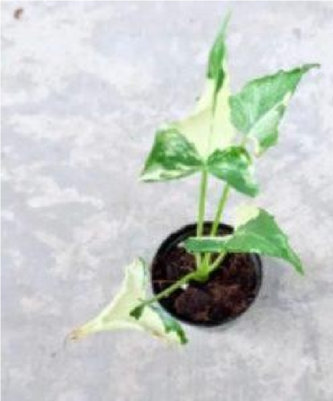 Alocasia Cucullata Crinkles Albo (9cm Pot) - Pre Order JU65